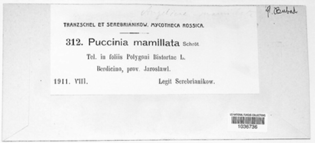 Puccinia mamillata image